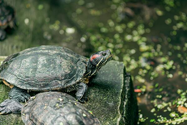 Die Rotwangen-Schmuckschildkröten lassen sich relativ einfach an dem roten Längsstreifen auf der Wange erkennen. (Bild: Jehtro-C)
