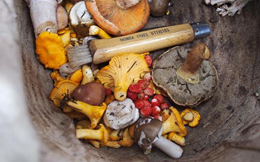 Bei der Pilzkontrolle wird jeder Pilz genau untersucht. (Bild: Nick Grappone)