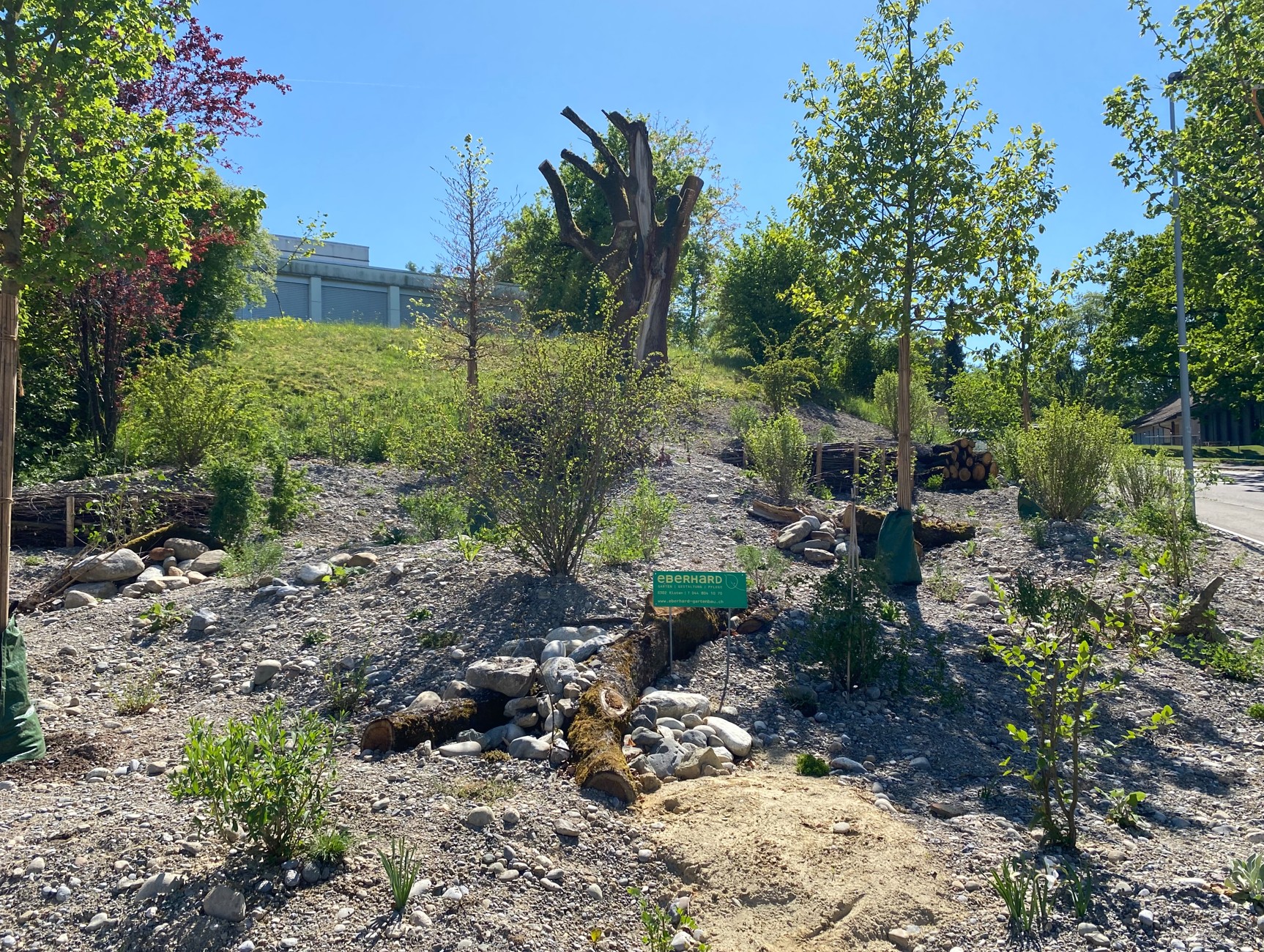 Neue Biodiversitätsfläche mit der alten Eiche als Biotopbaum und Naturdenkmal