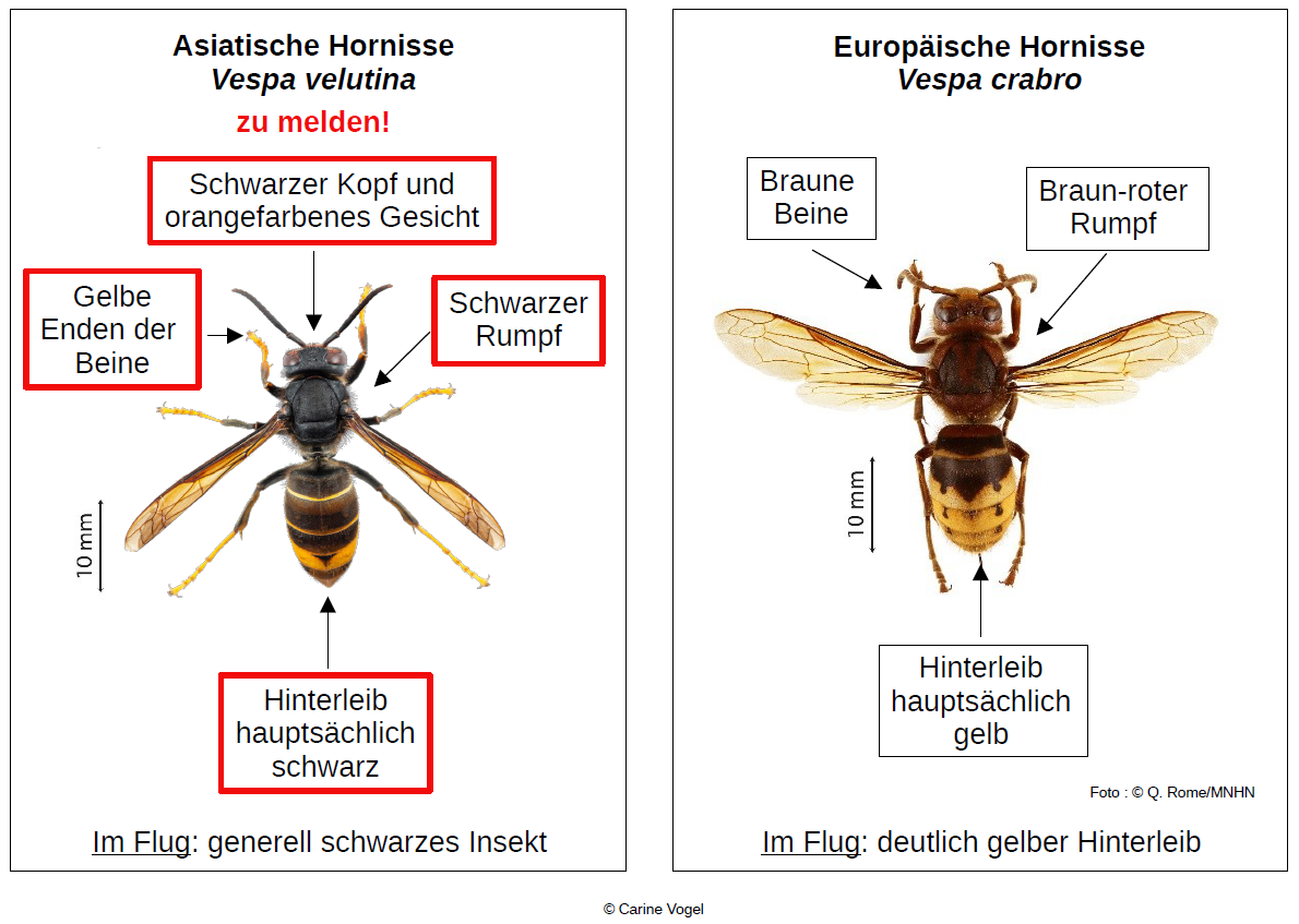 Asiatische Hornisse