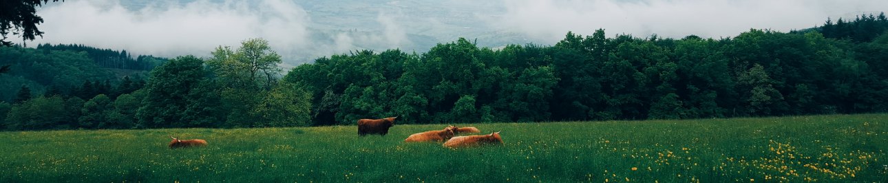 Wiese mit Kühen und Wald Photo by Lucas Gallone on Unsplash