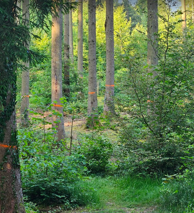 Markierte Bäume im Gebiet Schluefweg (Bild: Stadt Kloten)