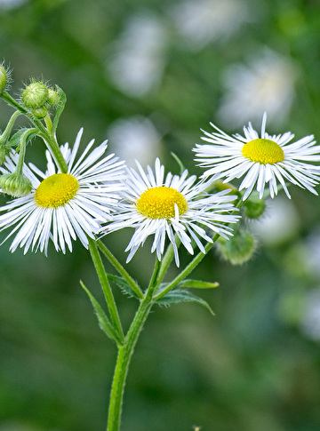 Blüte des Einjährigen Berufskraut