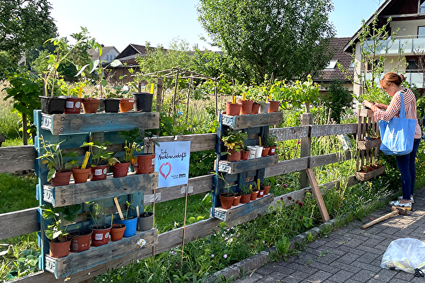 Über 100 Blumen-, Kräuter-, Gemüse- und Baumsetzlinge können an der «100-Pflänzchen-Aktion» gratis mitgenommen oder getauscht werden.  (Bild: Förderverein Hegnerhof)