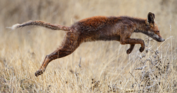 Fuchs
