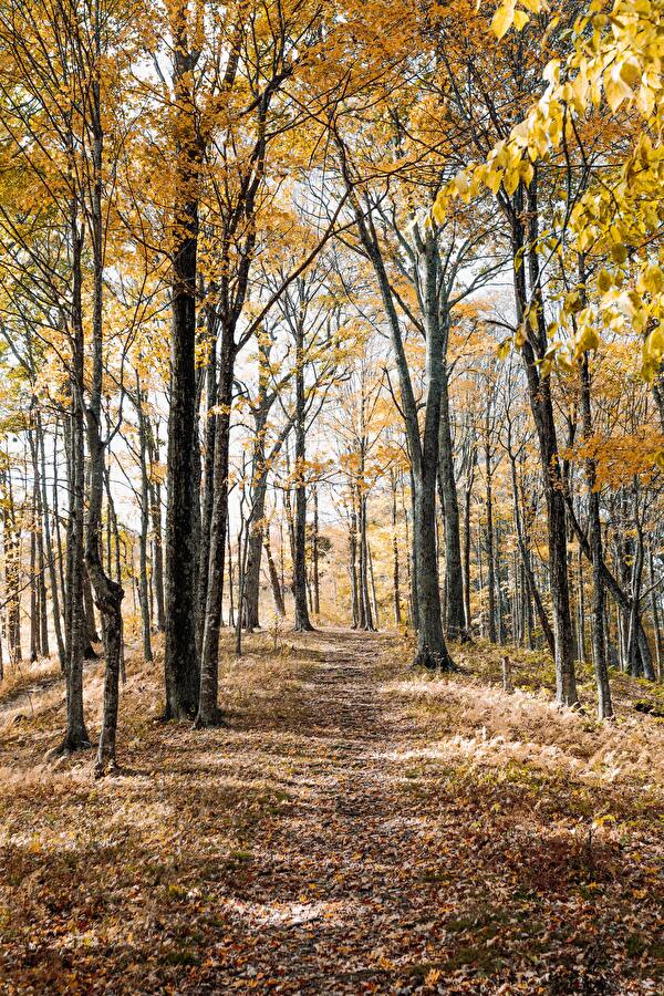 Der Wald bietet viele Schätze. (Bild: Andrew Neel)