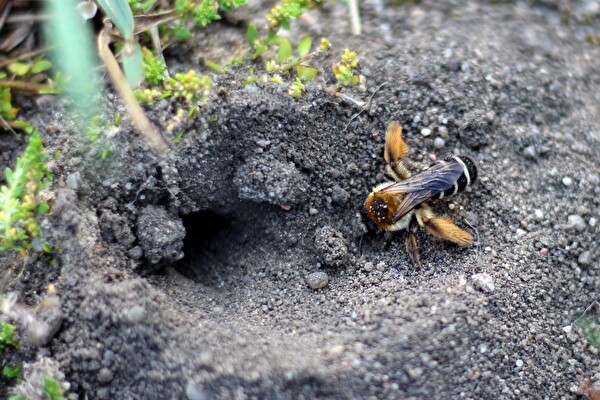 Mit Sandlinsen, Totholz und Wildblumen lässt sich der Lebensraum für Wildbienen gezielt fördern. Bild: PUSCH