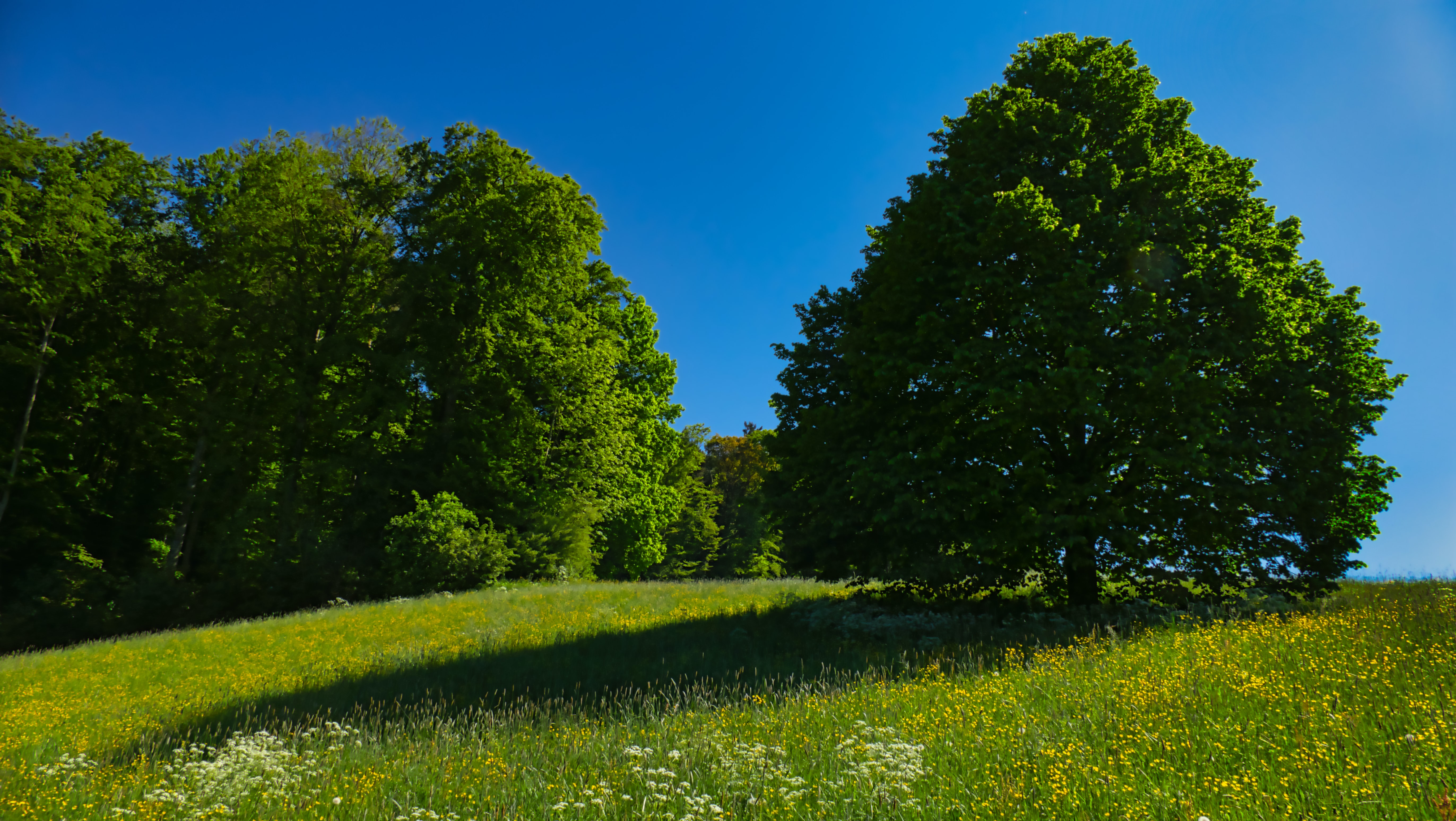 Einzelbaum