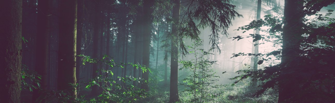 Wald Photo by Sebastian Unrau on Unsplash