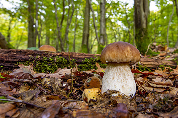 Pilz