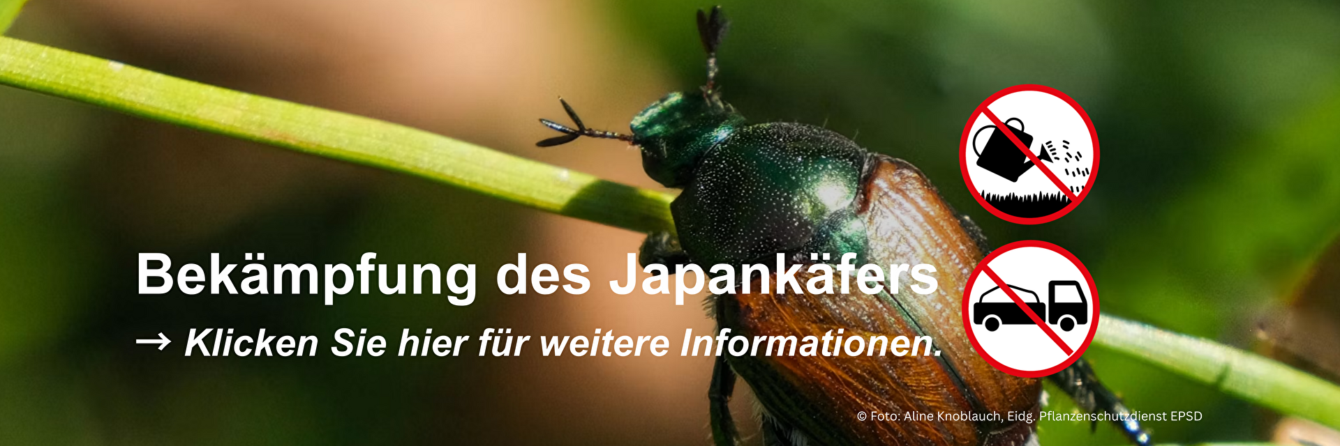 Japankäfer Banner (draufklicken für mehr infos)