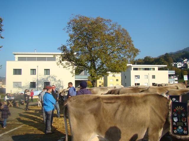 Viehschau in Malters neu im Hintergrund die Überbauung Kellerhof.