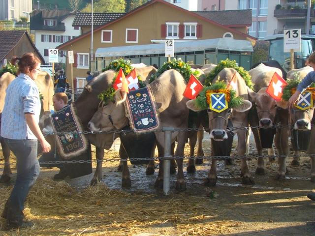Mindestens dreimal jährlich findet beim Parkplatz Allmendli die Viehschau statt.