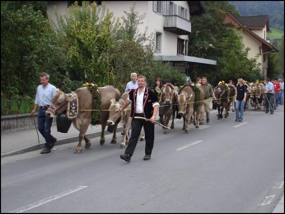 Am Schluss der traditionellen Viehschau begeben sich die Bauern mit Ihrem schön geschmückten Vieh auf den Heimweg.