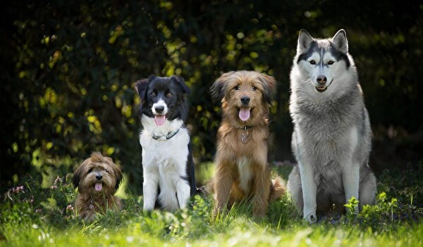 vier Hunde