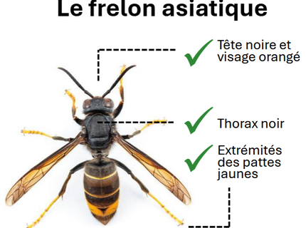 Alerte frelons asiatiques