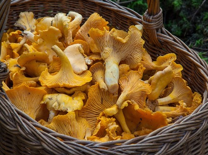 Contrôle des champignons