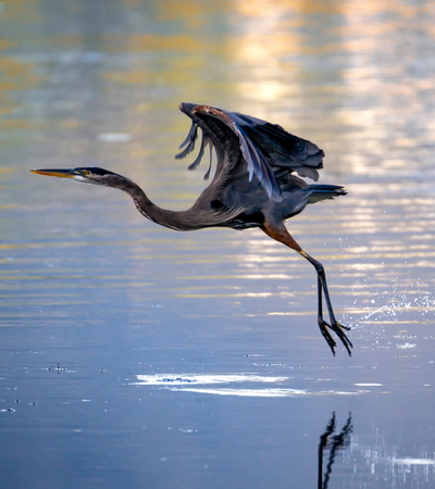 Matinée d'observation des oiseaux aux Marais de Damphreux 