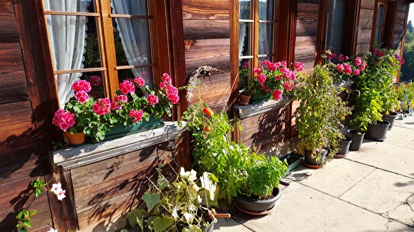 Bild Blumen