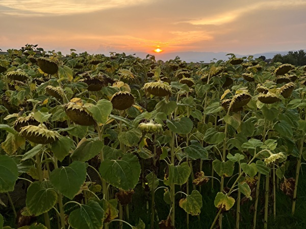 Abendstimmung Sonnenblumenfeld