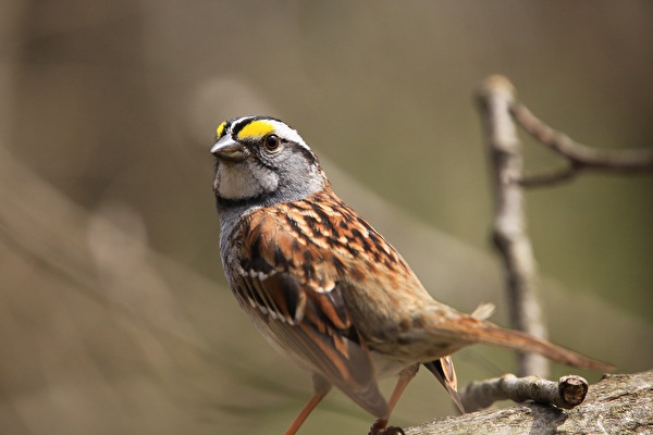 Vogelgrippe