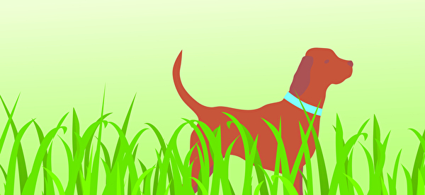 Symbolbild Hundewiese