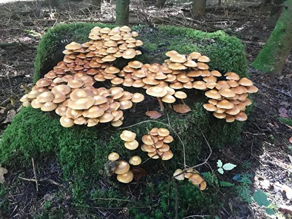 Symbolbild Pilze