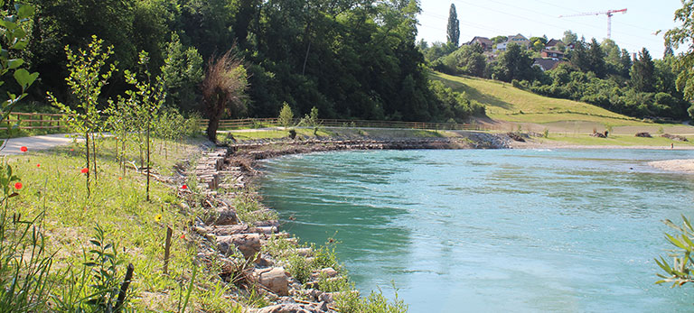 Aare und renaturiertes Aareufer.