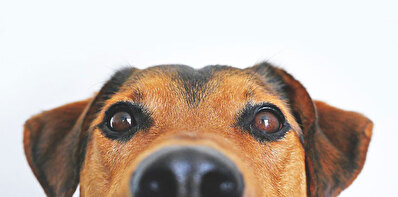 Foto eines Hundes.