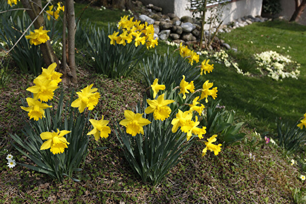 Aprilglocken