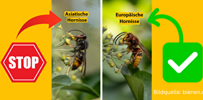 Links die asiatische Hornisse, rechts die europäische Hornisse.