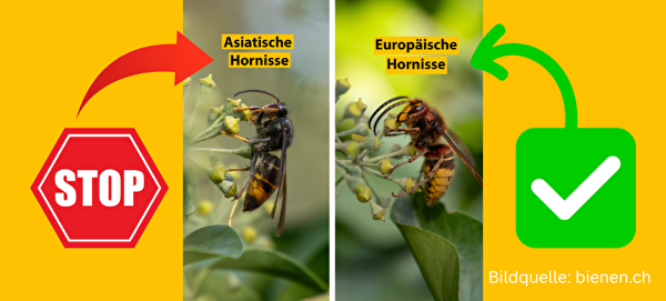 Links die asiatische Hornisse, rechts die europäische Hornisse.