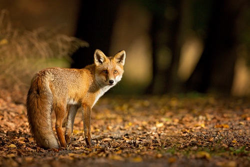 Themenbild zu Tiere