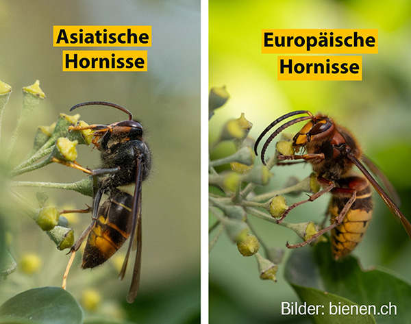 Links die Asiatische Hornisse, rechts die Europäische Hornisse.