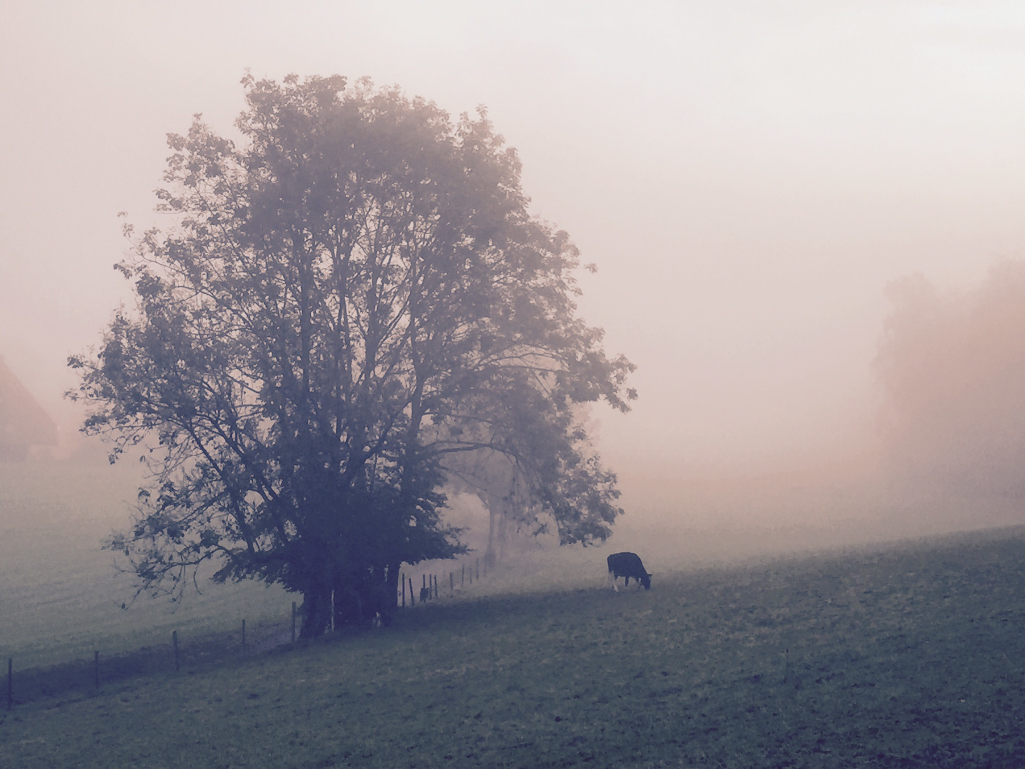 Eyfeld im Nebel 