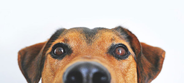 Foto eines Hundes.