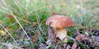 Ein Steinpilz auf dem Waldboden.
