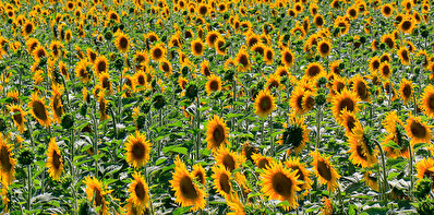 Sonnenblumenfeld.