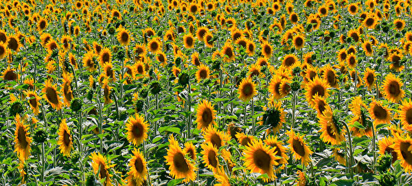 Sonnenblumenfeld.