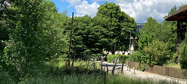 Symbolbild Bäume und Sträucher am Wegrand.