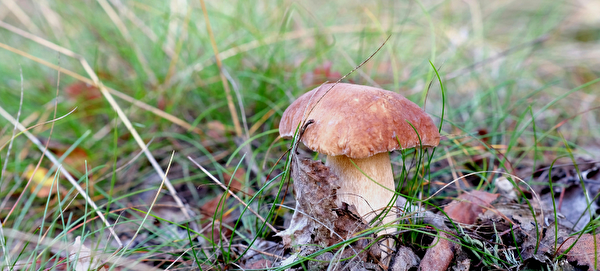 Ein Steinpilz auf dem Waldboden.
