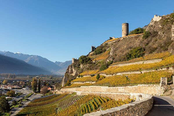 Vignoble saillonain