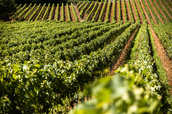 Vignoble de Sailllon