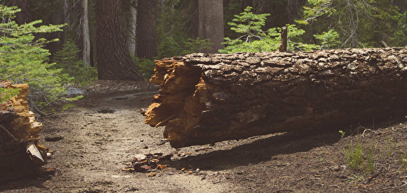 Arbre tombé sur un chemin
