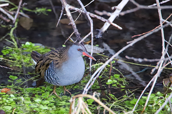 Un oiseau dans son milieu naturel 