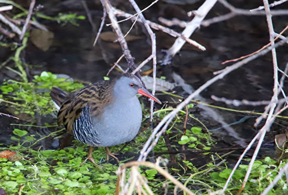 Un oiseau dans son milieu naturel 