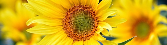 Sonnenblume