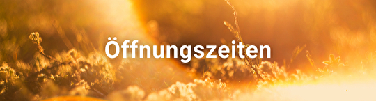 Sonnenblume