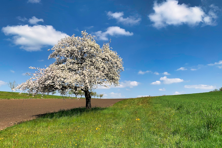 Kirschbaum auf der Bergbündte