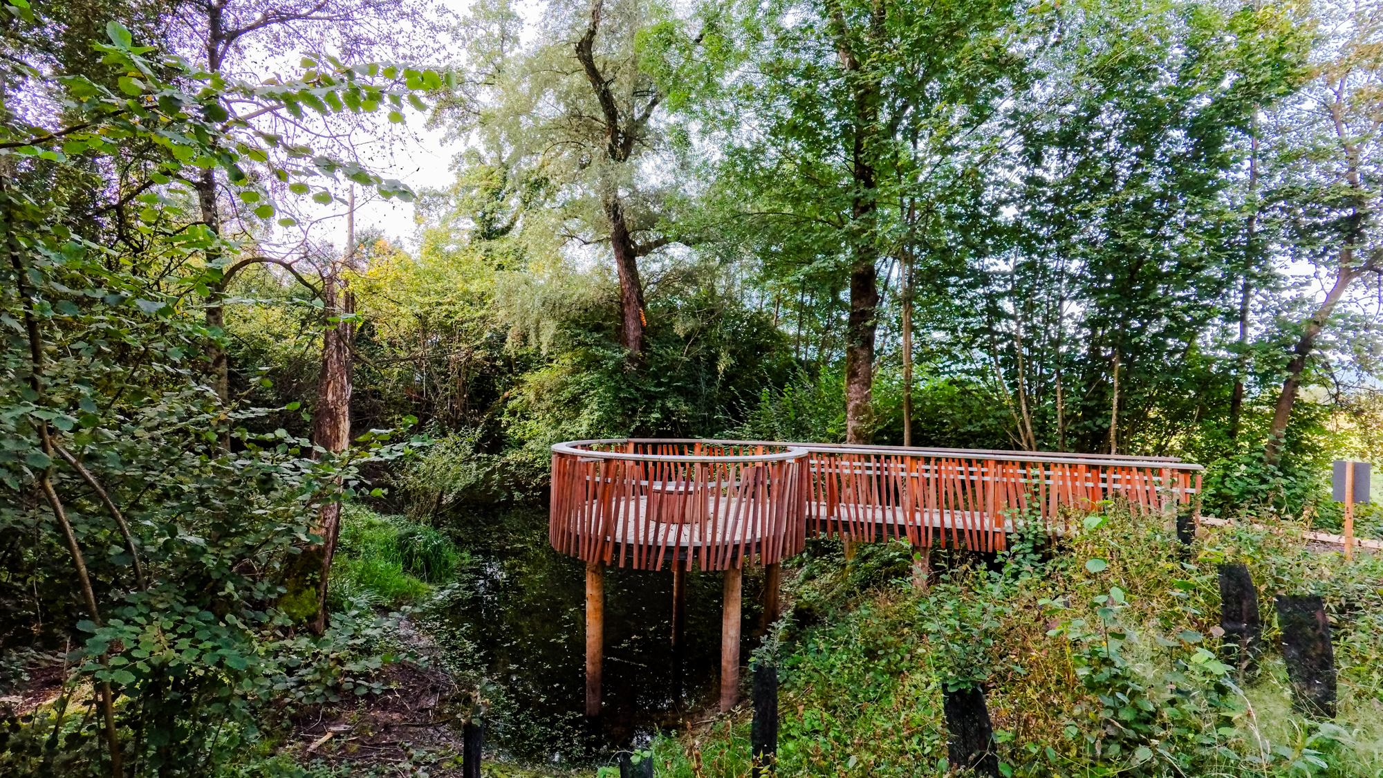 Bild der Knopflischlinge am Aabach Richtung Greifensee